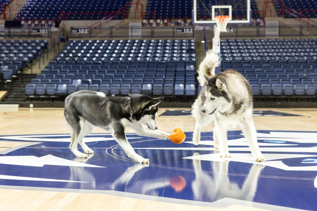 two jonathan huskies engaged in a fierce game of basketball in gampel stadium